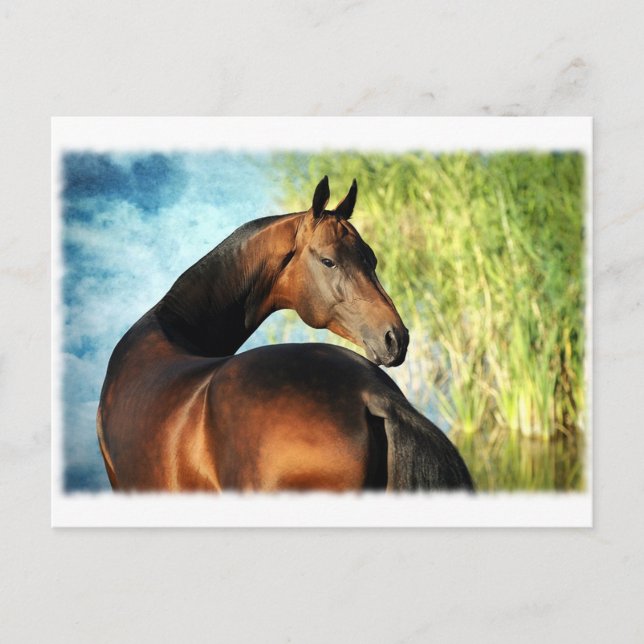 Akhal-teke stallion postcard (Front)
