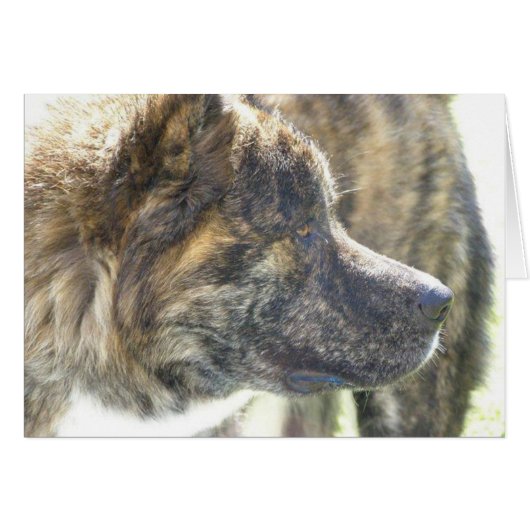 Akita Cards (Front Horizontal)