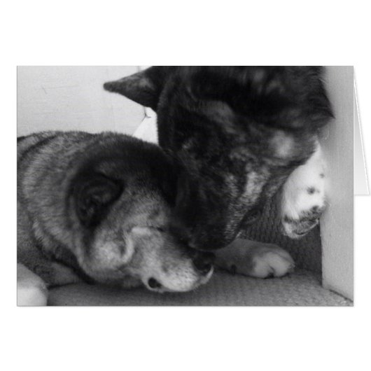 Akita Cards (Front Horizontal)