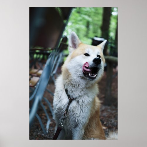 Akita Hungriger Hund Tiere Fotografie Poster