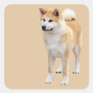 Akita Inu    Square Sticker