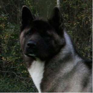 akita pinto black mask cutout