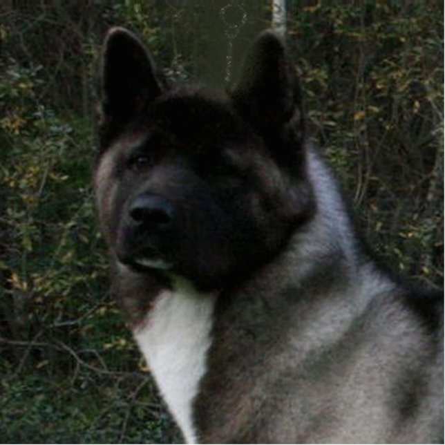akita pinto black mask cutout (Front)