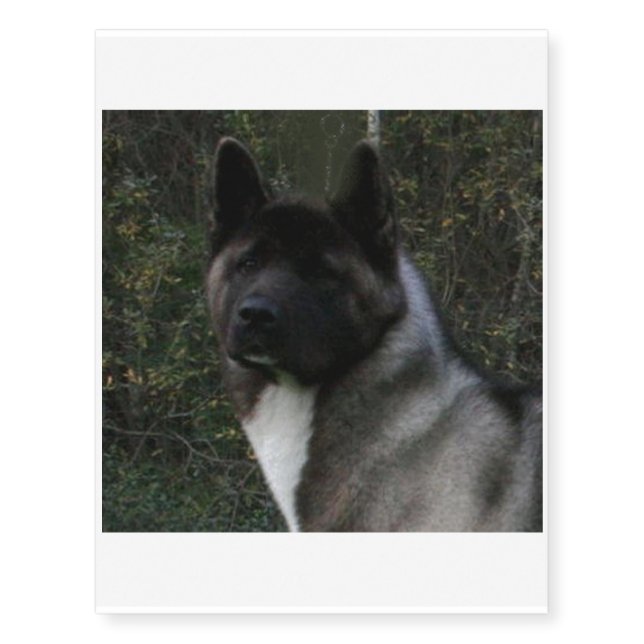 akita pinto black mask temporary tattoos (Front)