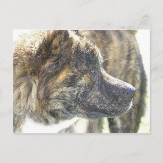 Akita post card (Front)