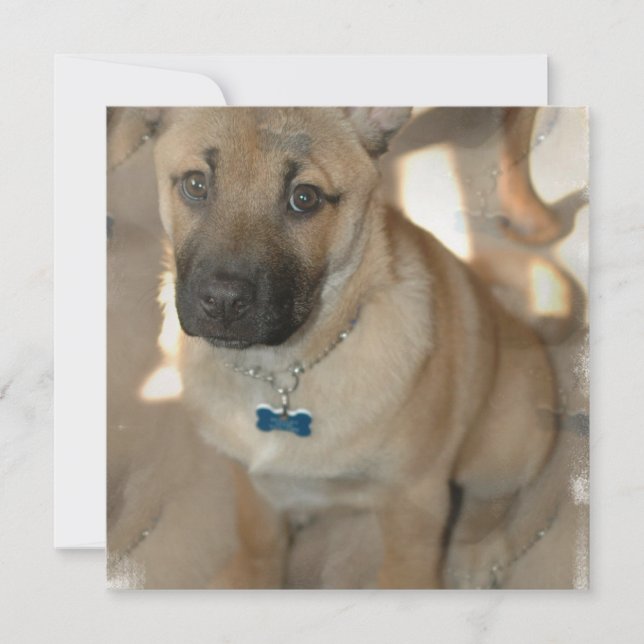 Akita Puppy Invitation (Front)