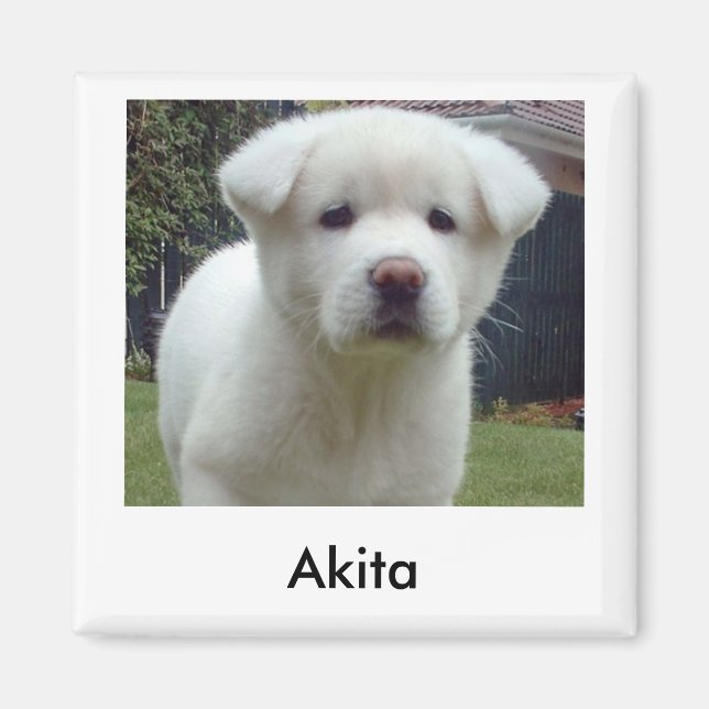Akita Puppy Magnet (Front)