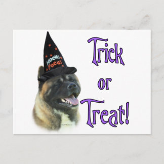 Akita Trick Postcard