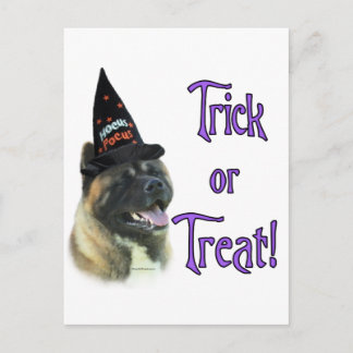 Akita Trick Postcard