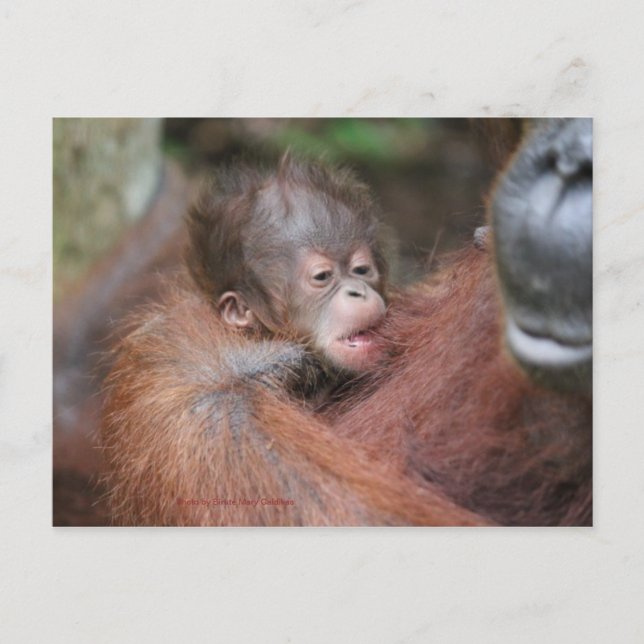 Akmad's New Baby Son at Camp Leakey Announcement Postcard (Front)