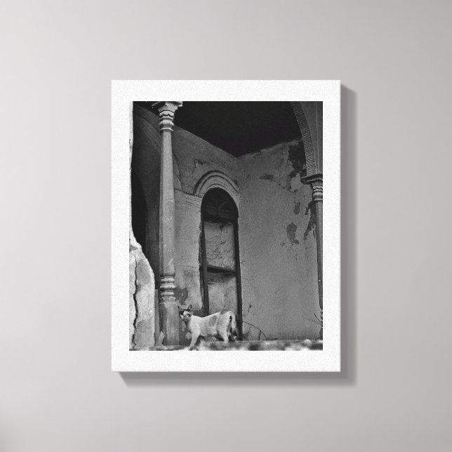 Al Balad Cat Canvas Print (Front)