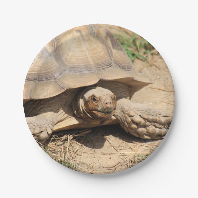 Ala aldabra paper plates (Front)