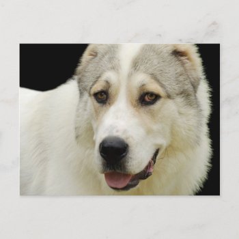 Alabai Dog Postcard by Angel86 at Zazzle