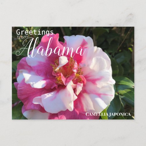 Alabama Camellia Flower Postcard