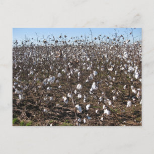 Alabama Cotton Field Nature Photography Postcard