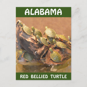 Alabama Red Bellied Turtle 2 (Alabama) Postcard