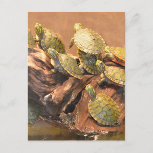 Alabama Red Bellied Turtle 2 (Alabama) Postcard