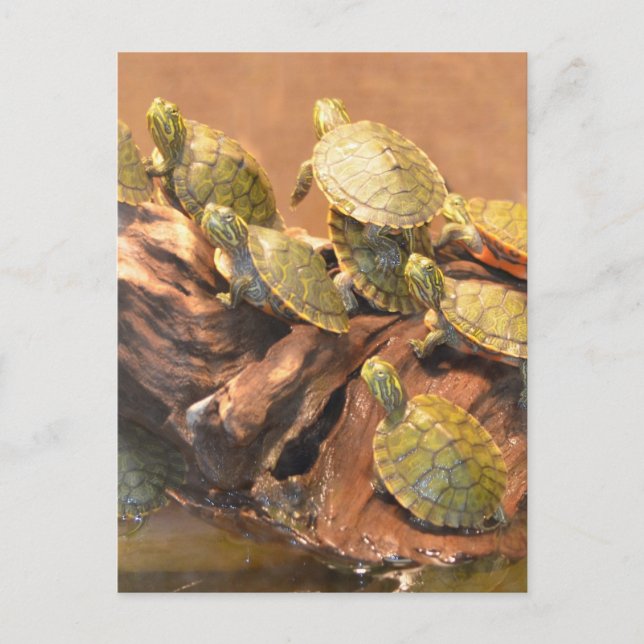 Alabama Red Bellied Turtle 2 (Alabama) Postcard (Front)
