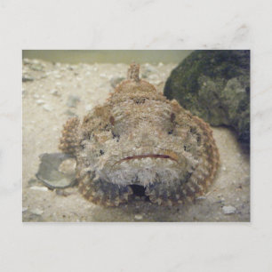 Alabama Sea Life #3 Postcard