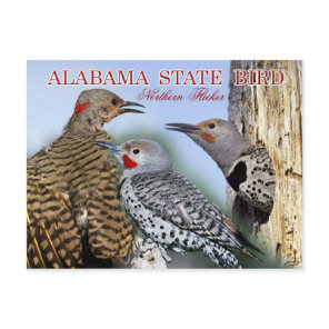 Alabama State Bird - Northern Flicker Postcard
