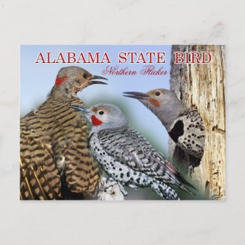 Alabama State Bird - Northern Flicker Postcard by HTMimages at Zazzle