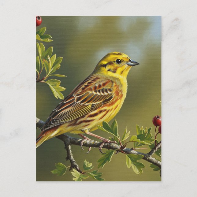 Alabama State Bird Yellowhammer Postcard (Front)