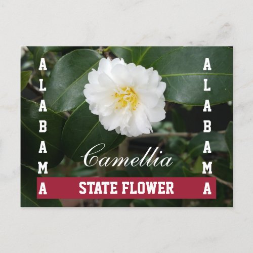 Alabama State Flower Camellia Postcard