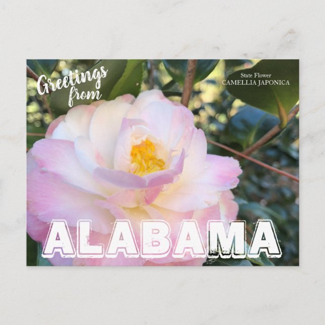Alabama State Flower, Camellia Postcard (Front)