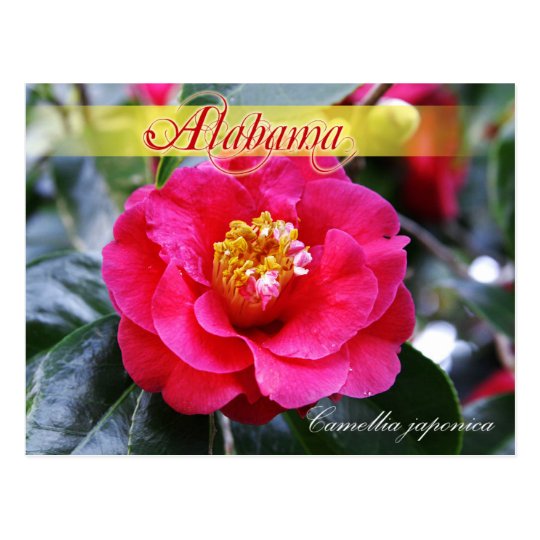 Alabama State Flower Camellia Postcard Zazzlecom