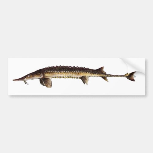 Alabama Sturgeon _ Scaphirhynchus suttkusi Bumper Sticker