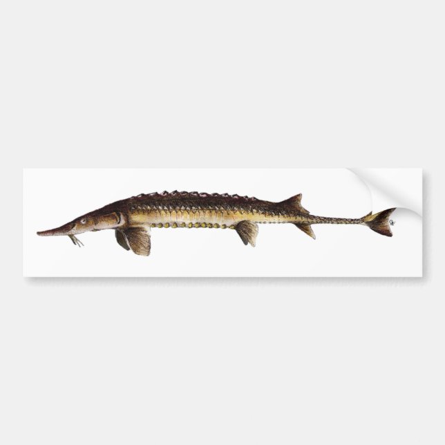 Alabama Sturgeon - Scaphirhynchus suttkusi Bumper Sticker (Front)