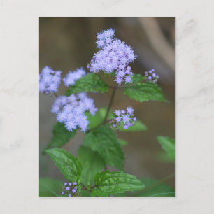 Alabama Wild Lavender Ageratum Wildflowers Postcard