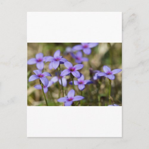 Alabama Wildflower Tiny Bluet _ Houstonia pusilla Postcard