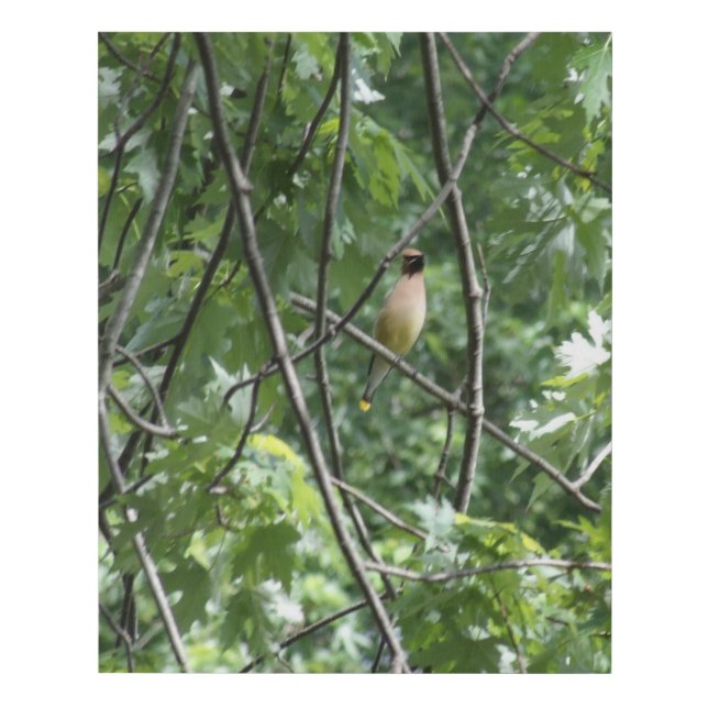 Alabama yellow cardinal faux canvas print (Front)