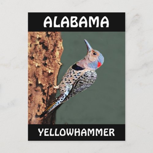 Alabama Yellowhammer Postcard