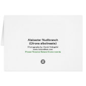Alabaster Nudibranch Card (Back Horizontal)