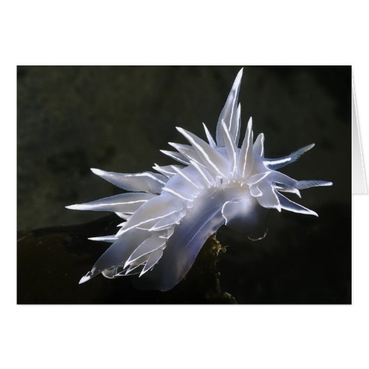Alabaster Nudibranch Card (Front Horizontal)