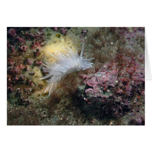 Alabaster Nudibranch Cards (Front Horizontal)