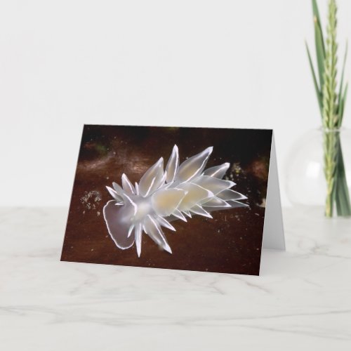 Alabaster Nudibranch _ Cards