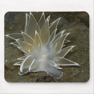 Alabaster Nudibranch (Dirona albolineata) Mousepad