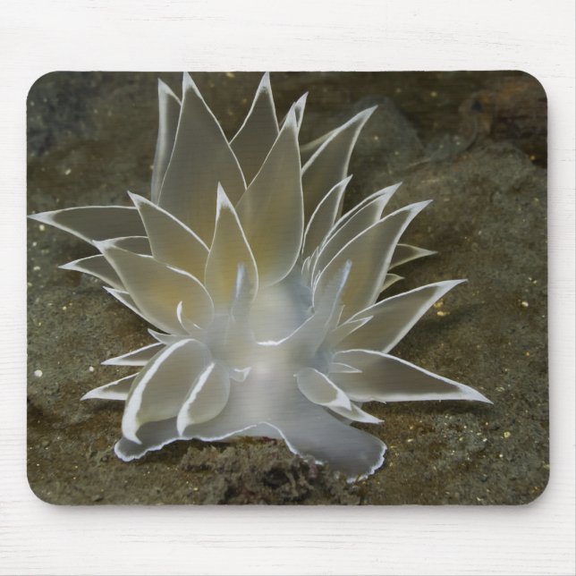 Alabaster Nudibranch (Dirona albolineata) Mousepad (Front)