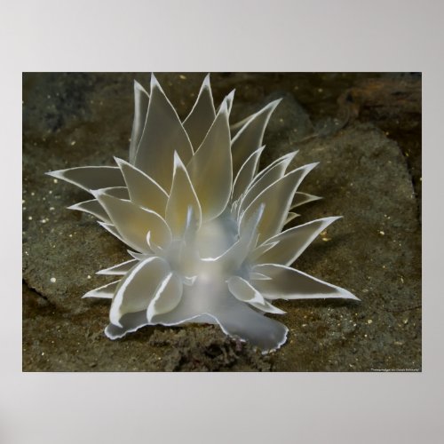 Alabaster Nudibranch Dirona albolineata Poster