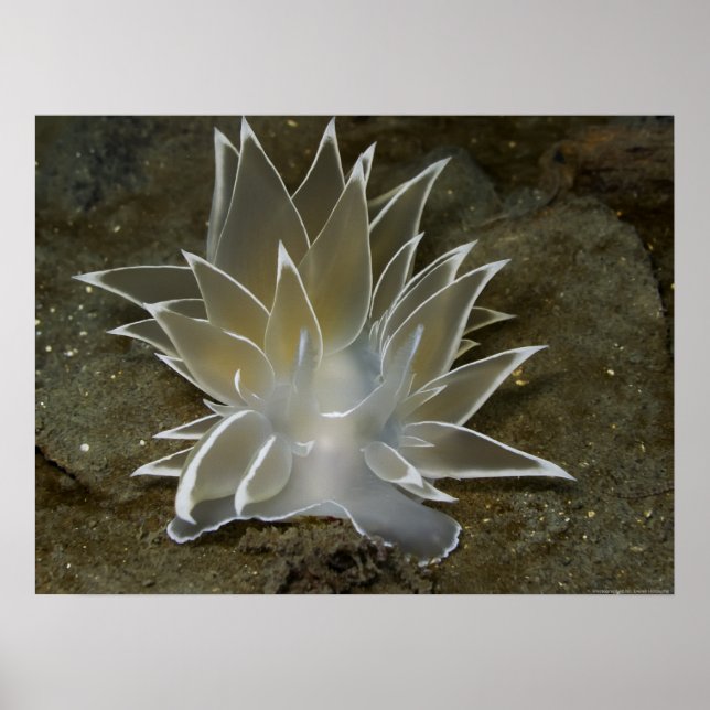 Alabaster Nudibranch (Dirona albolineata) Poster (Front)