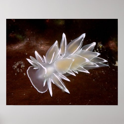 Alabaster Nudibranch _ Fine Art Prints