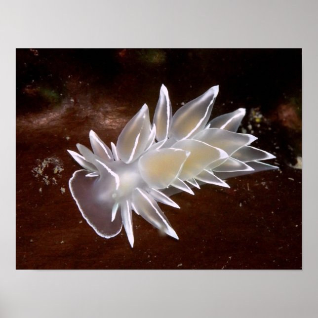 Alabaster Nudibranch - Fine Art Prints (Front)