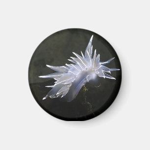 Alabaster Nudibranch Magnet