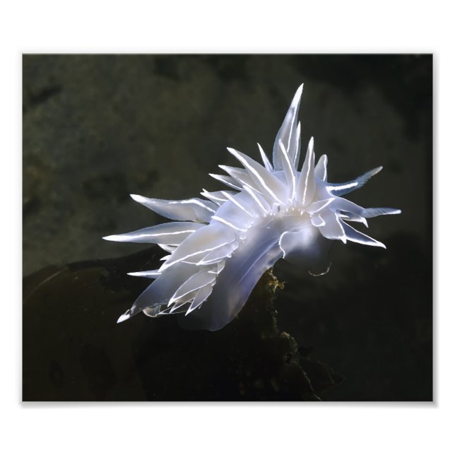 Alabaster Nudibranch Photo Enlargement (Front)