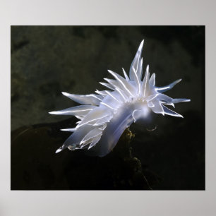 Alabaster Nudibranch Poster