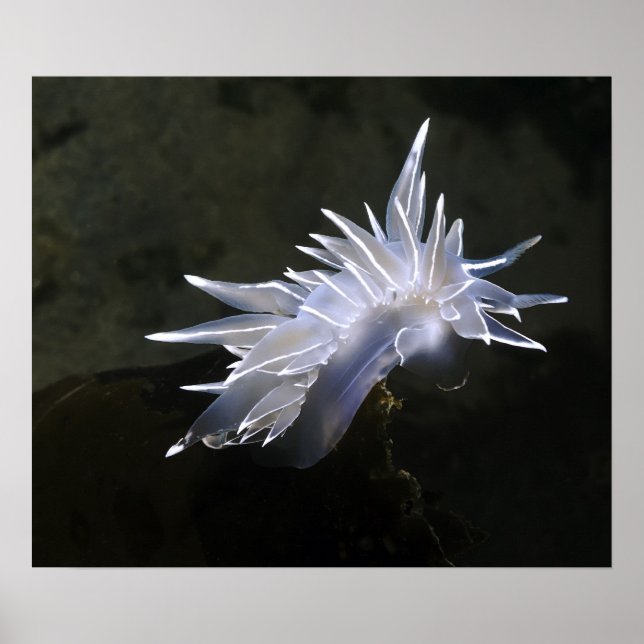 Alabaster Nudibranch Poster (Front)