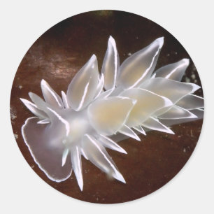 Alabaster Nudibranch - Stickers